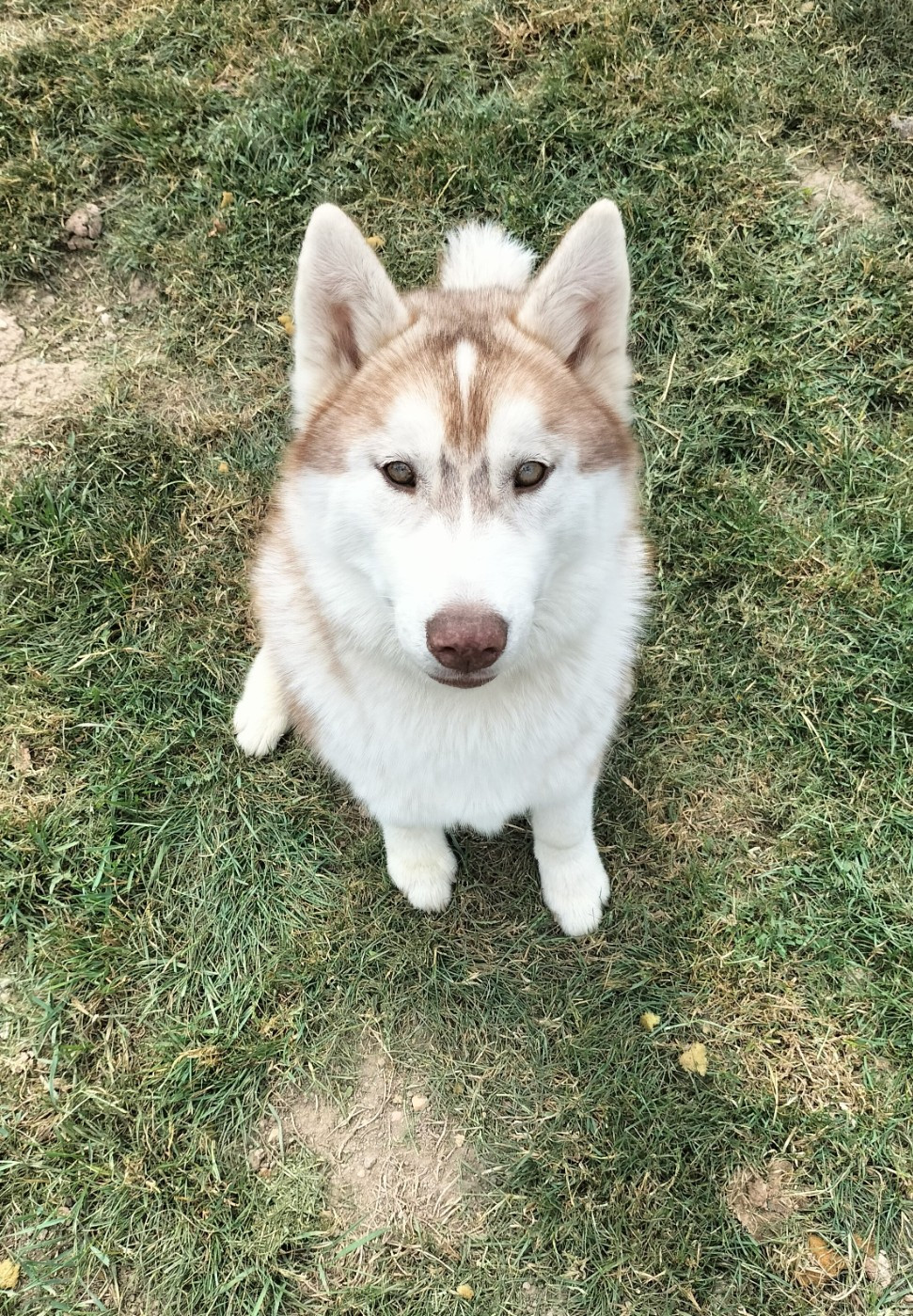 Arkouna Dream's Urka love