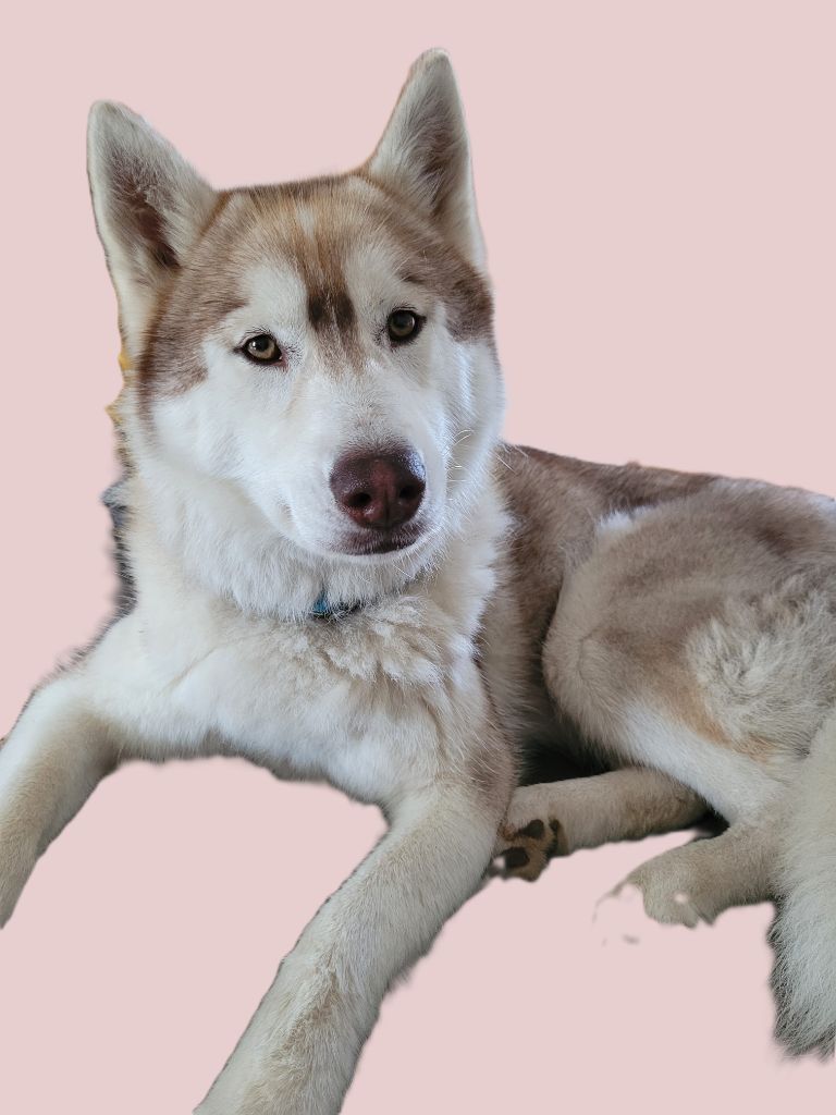 Arkouna Dream's Urka love