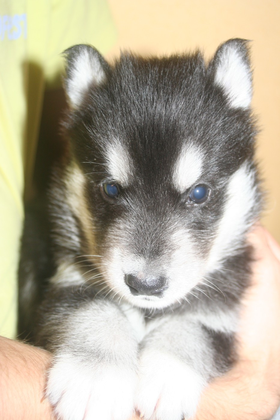 Akiko Lc-katzonoyabi