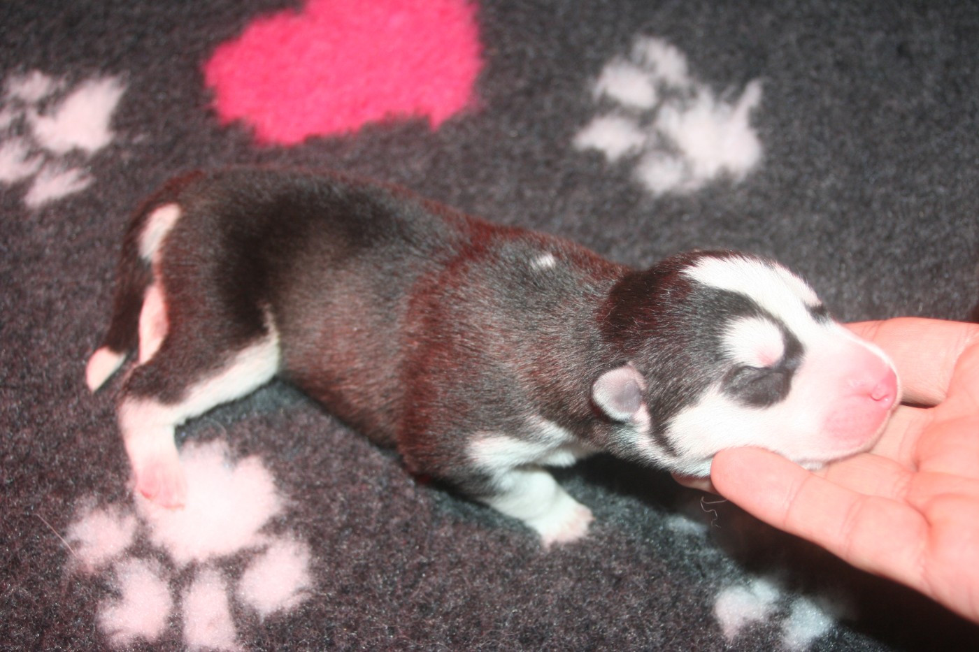 Lc-katzonoyabi - Chiots disponibles - Siberian Husky