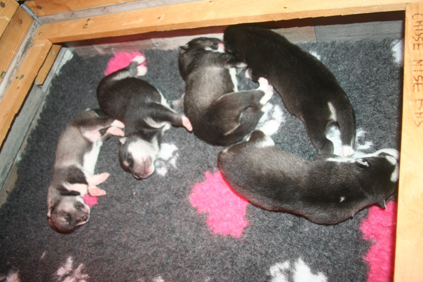 Chiot Siberian Husky Lc-katzonoyabi