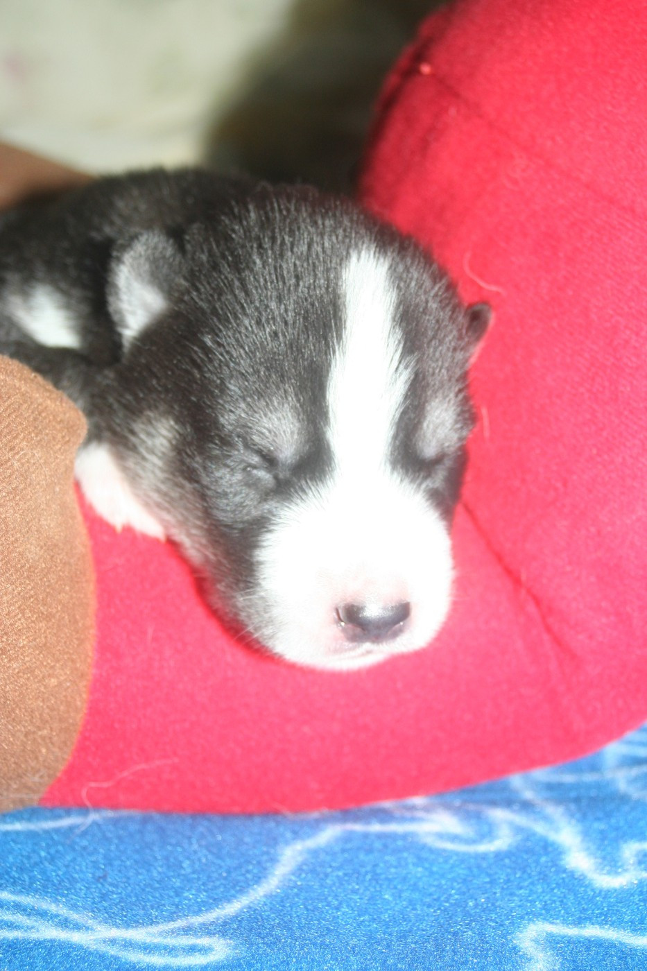 Lc-katzonoyabi - Chiots disponibles - Siberian Husky