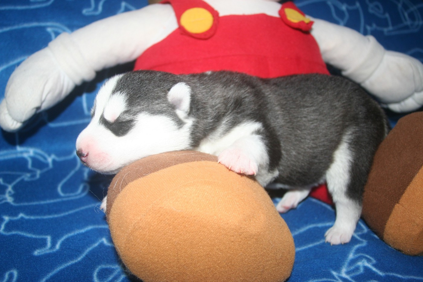 Lc-katzonoyabi - Chiots disponibles - Siberian Husky