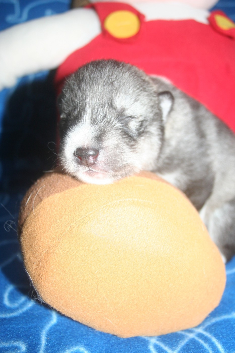 Lc-katzonoyabi - Chiots disponibles - Siberian Husky