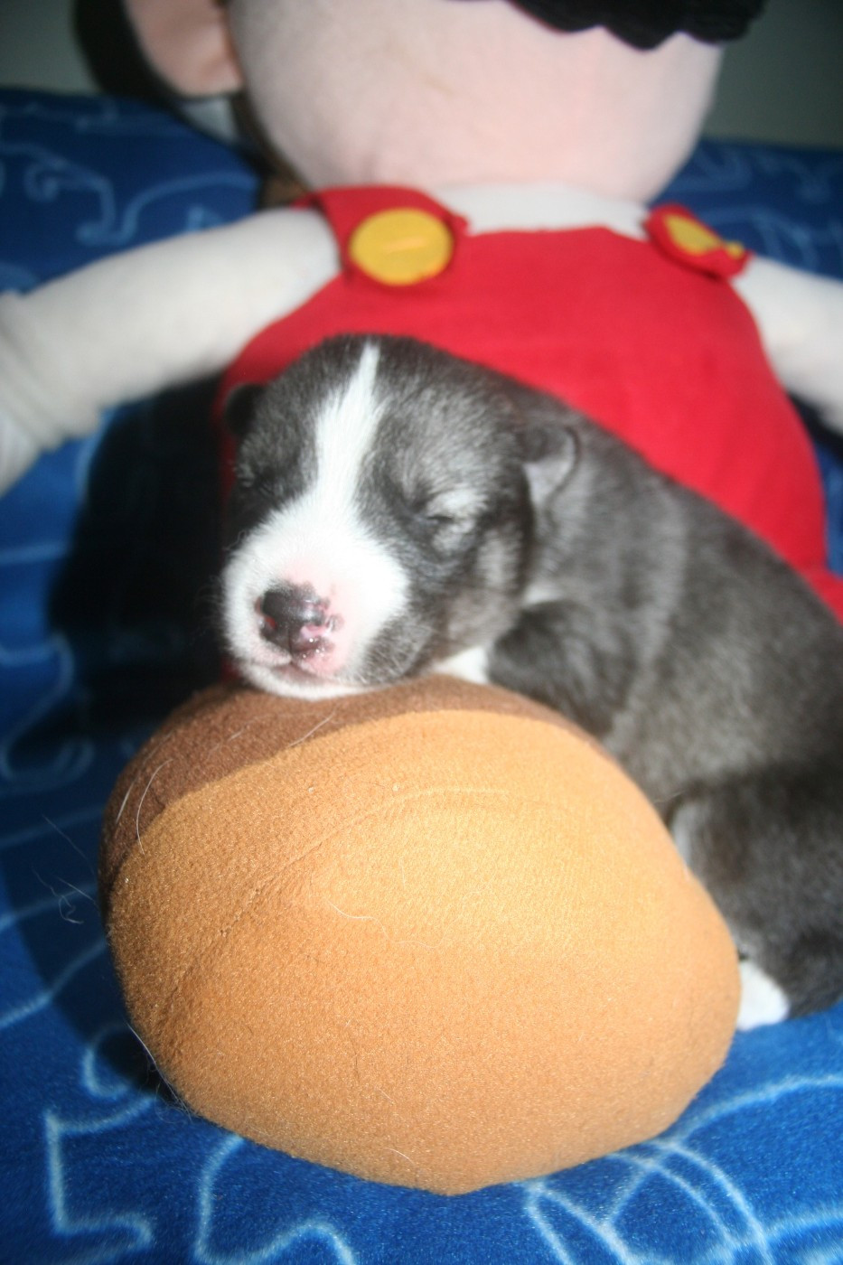 Lc-katzonoyabi - Chiots disponibles - Siberian Husky