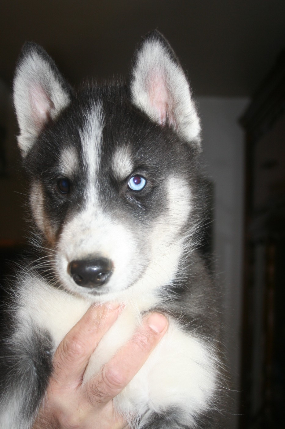 Lc-katzonoyabi - Chiots disponibles - Siberian Husky