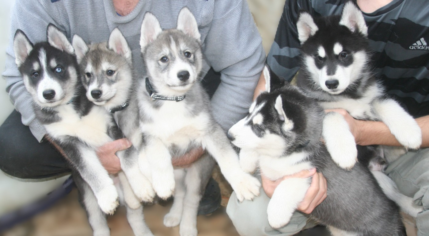 Chiot Siberian Husky Lc-katzonoyabi