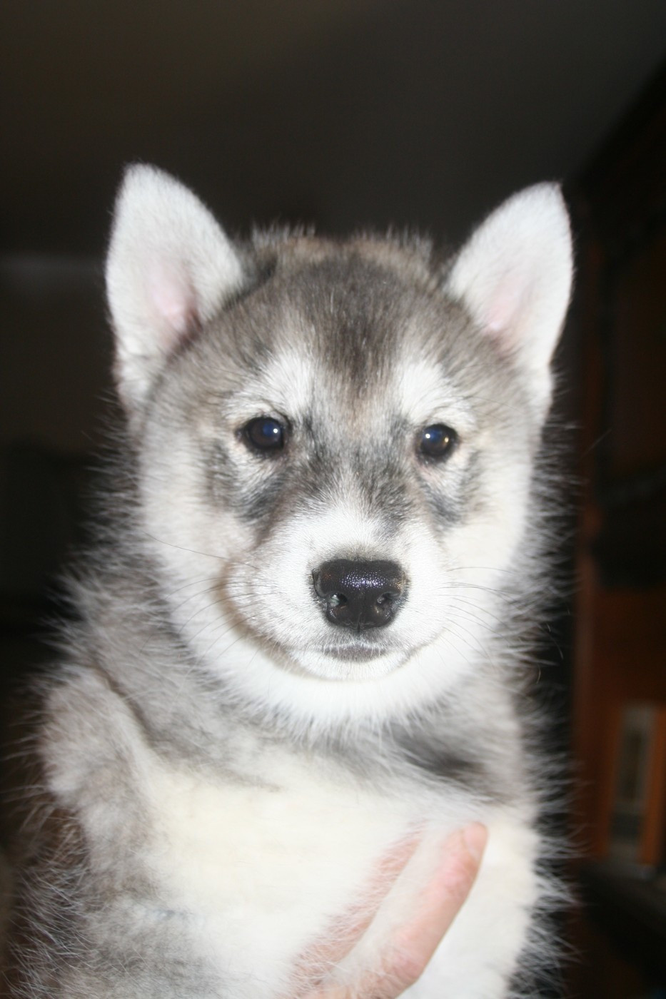 Lc-katzonoyabi - Chiots disponibles - Siberian Husky