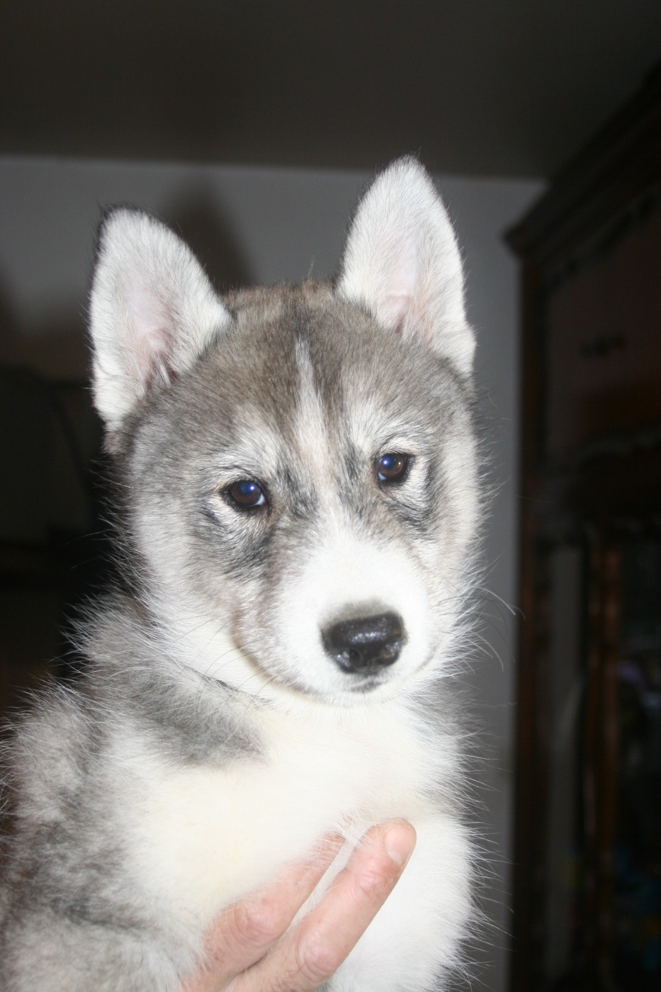 Lc-katzonoyabi - Chiots disponibles - Siberian Husky