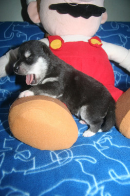 Akiko - Collier bleu